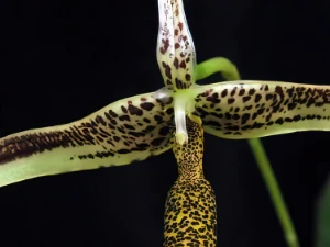 Bild von Bulbophyllum pulchrum schltr. 1